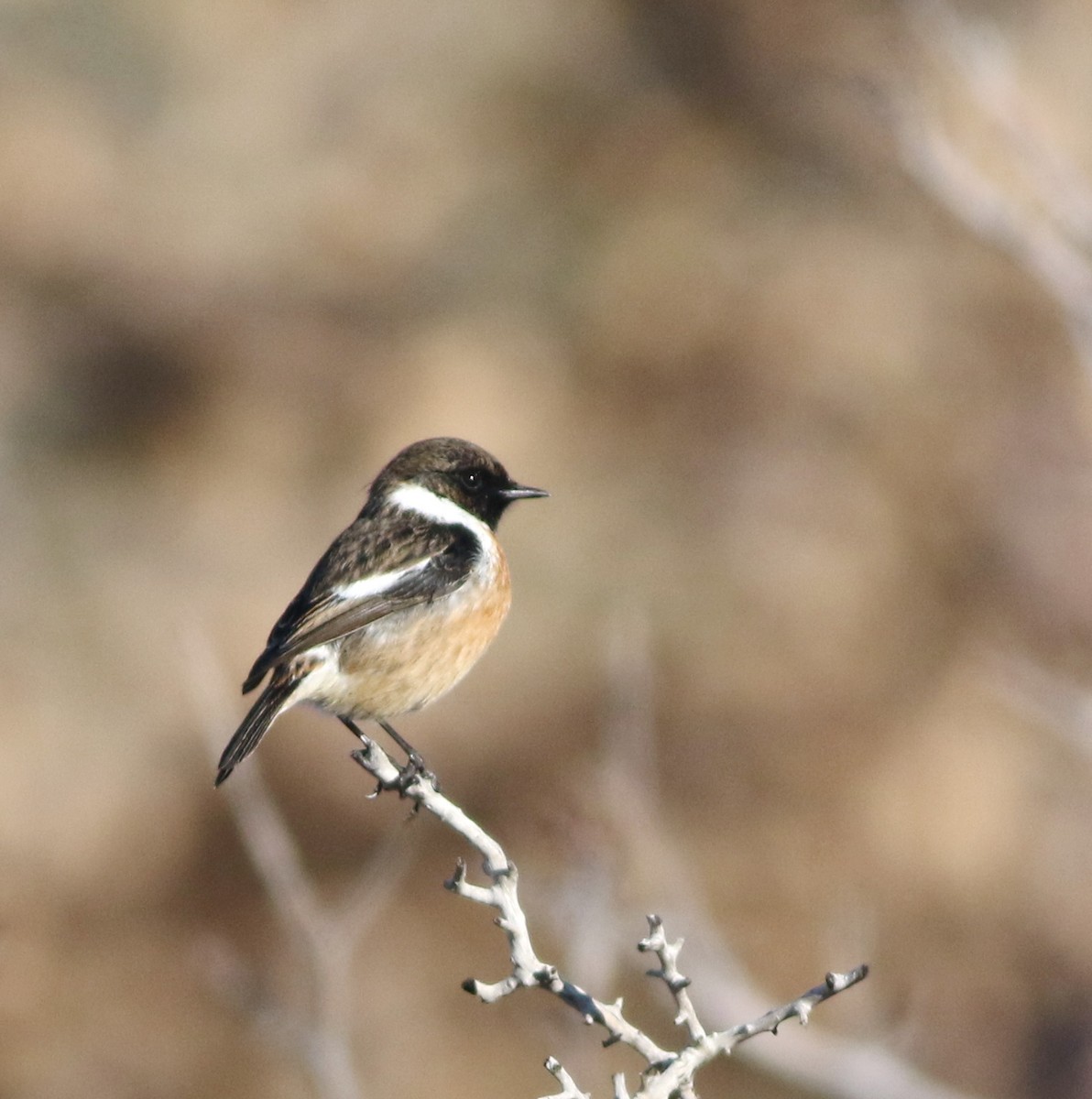 European Stonechat - ML645293710