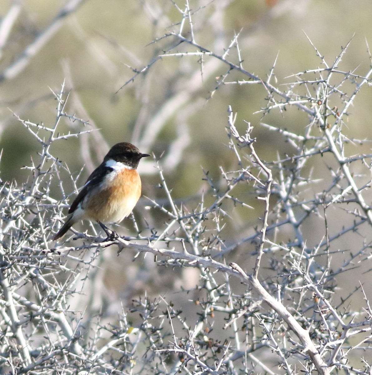 European Stonechat - ML645293711