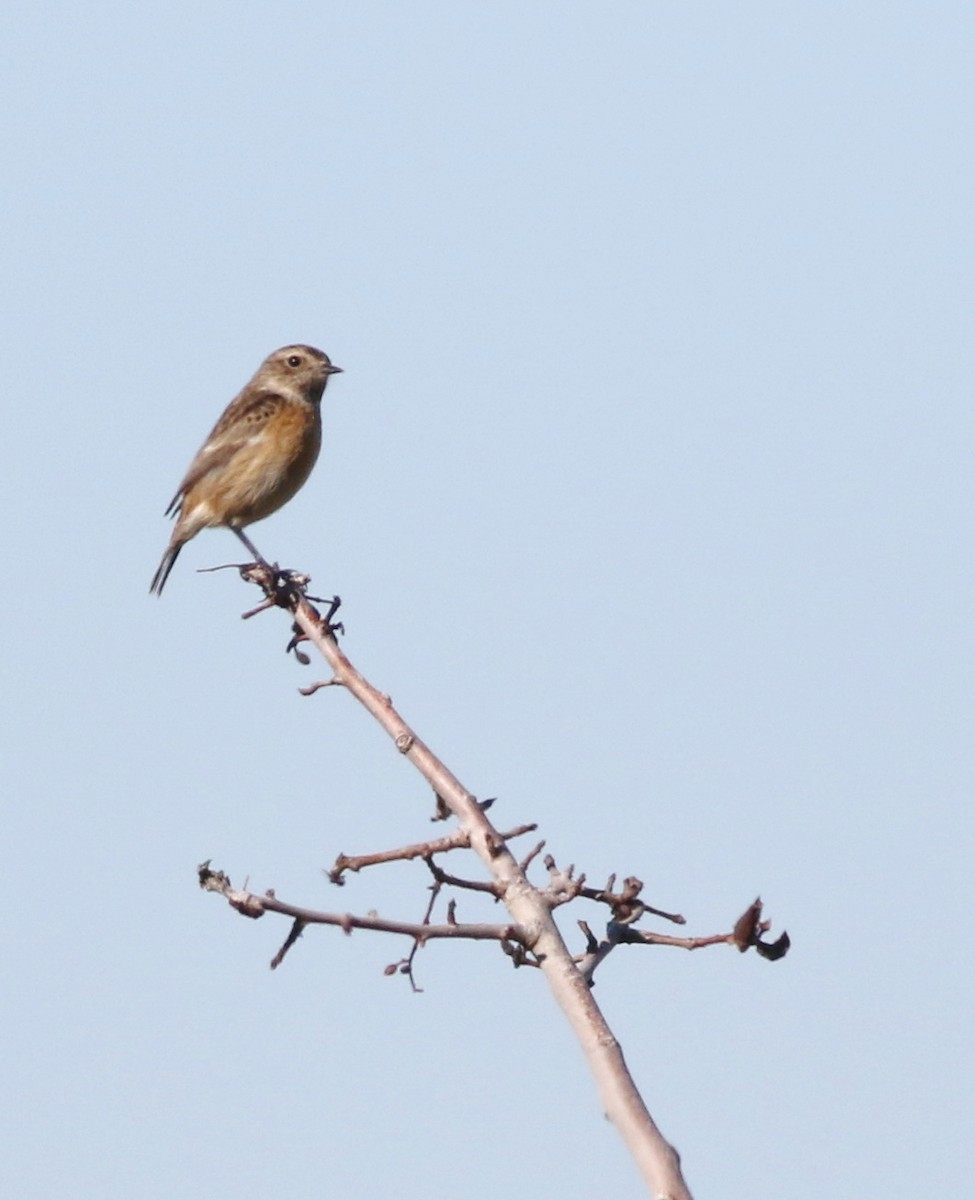European Stonechat - ML645293712