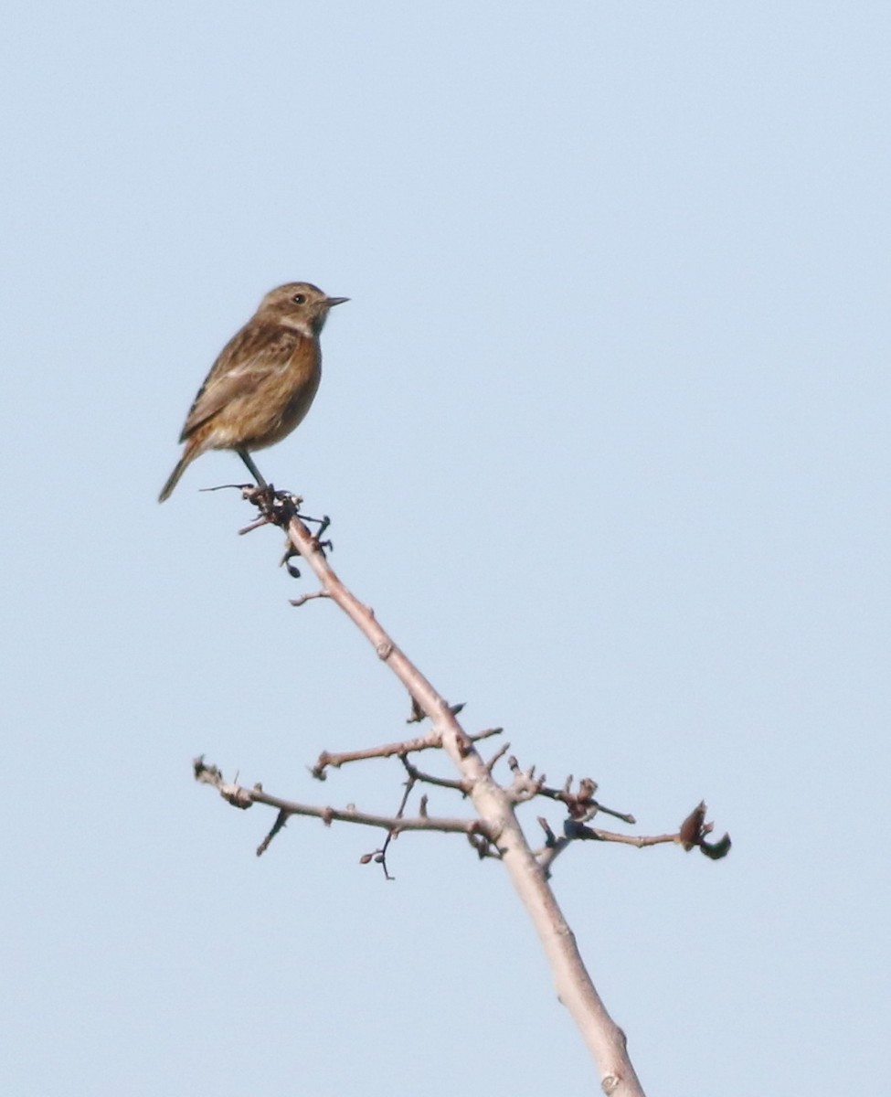 European Stonechat - ML645293713
