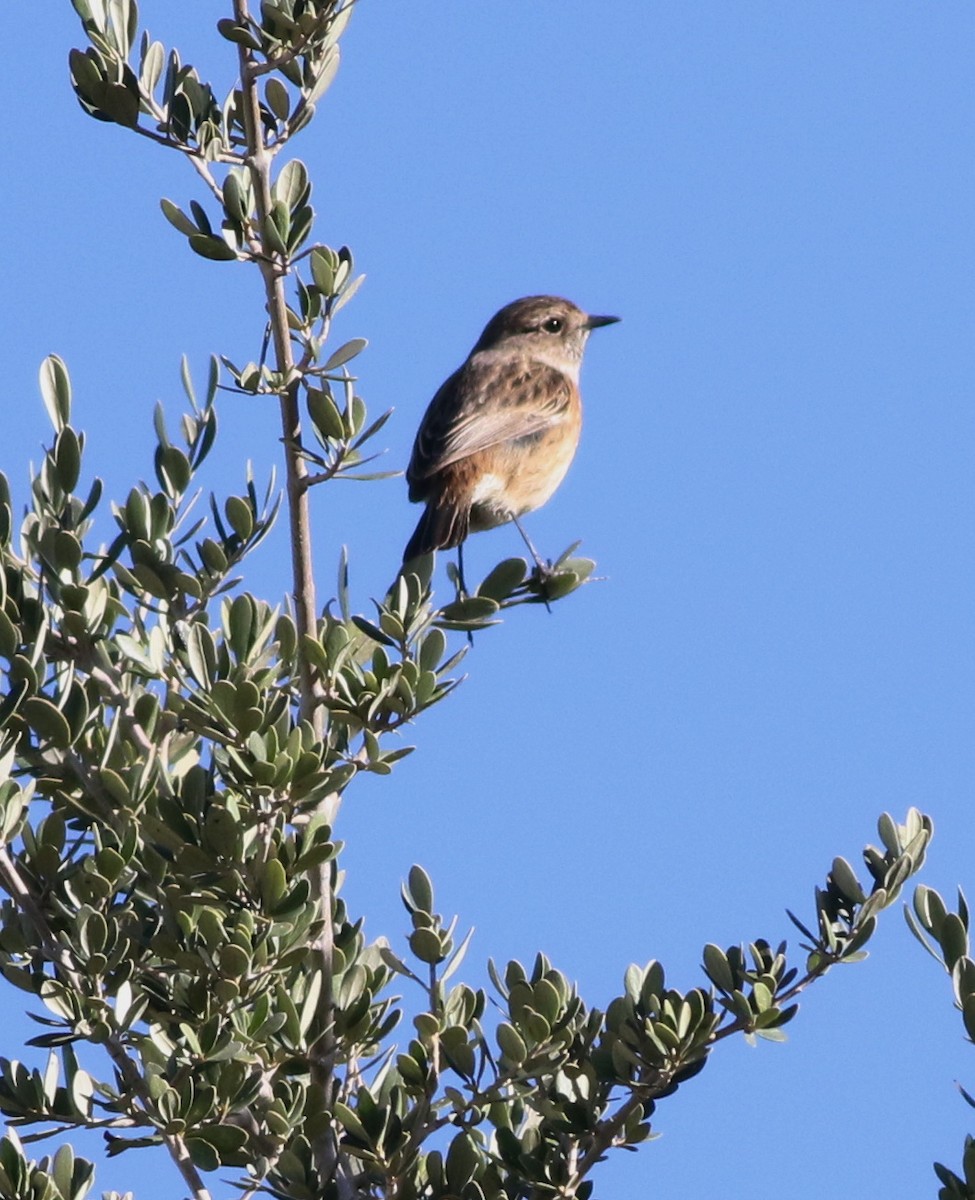 European Stonechat - ML645293714