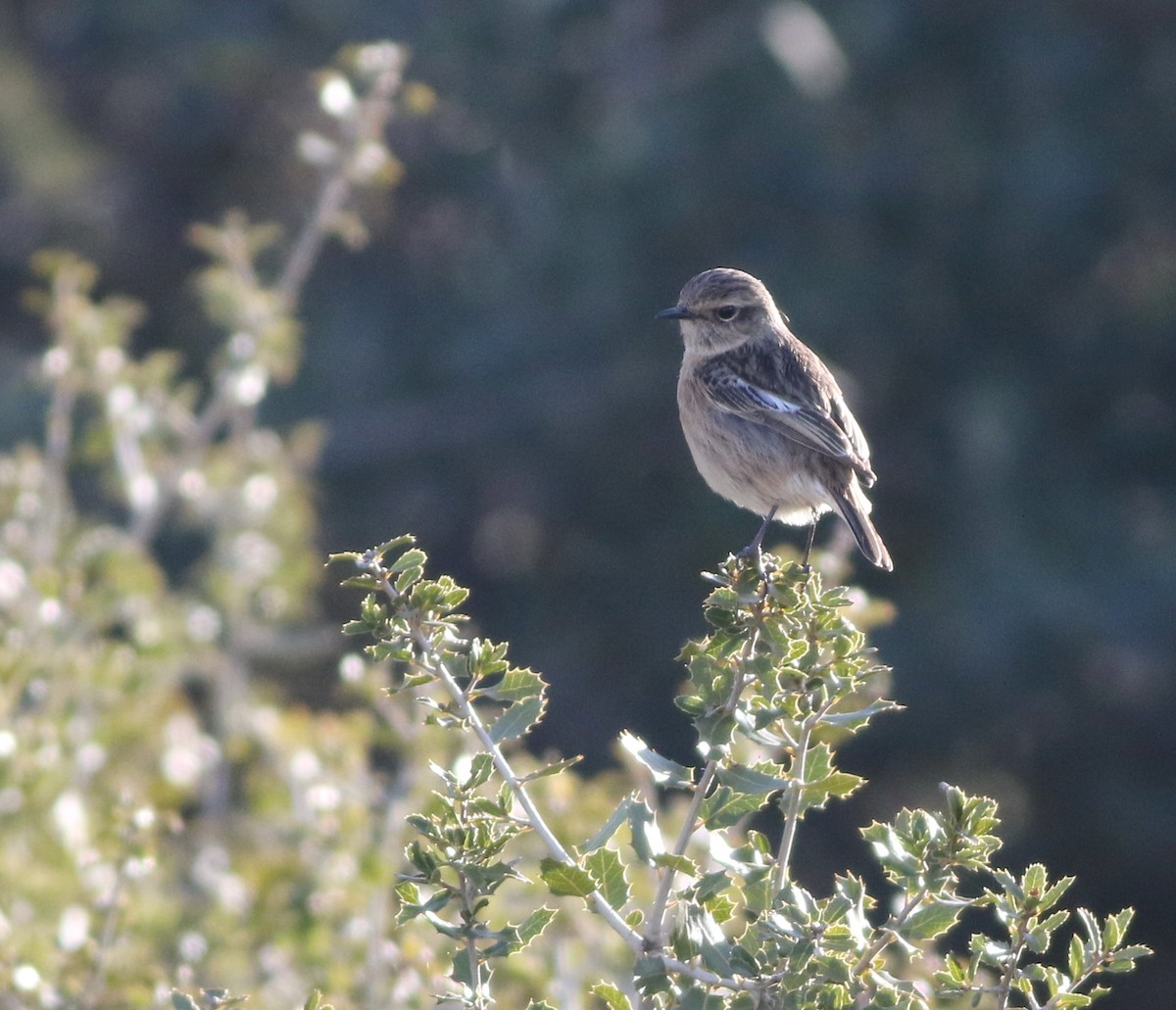 European Stonechat - ML645293715
