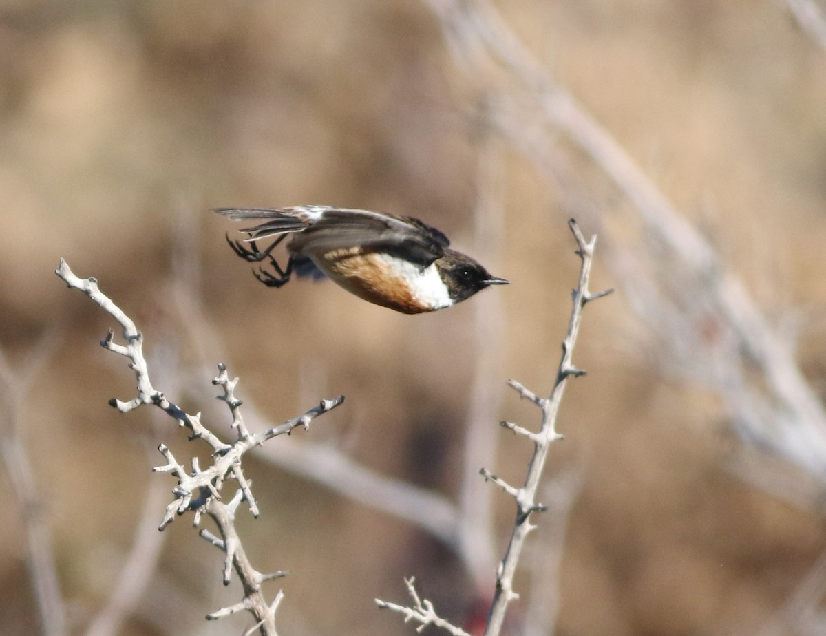 European Stonechat - ML645293716