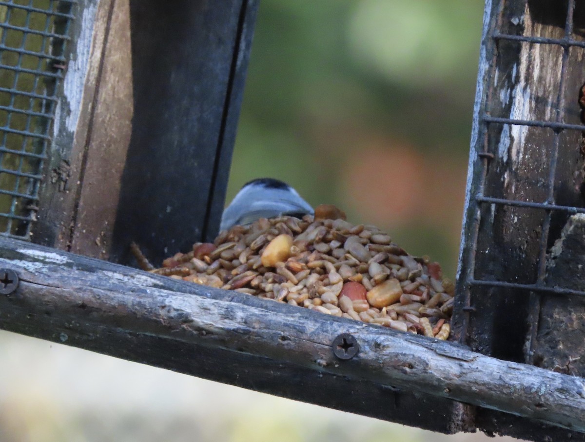 Carolina Chickadee - ML645293722