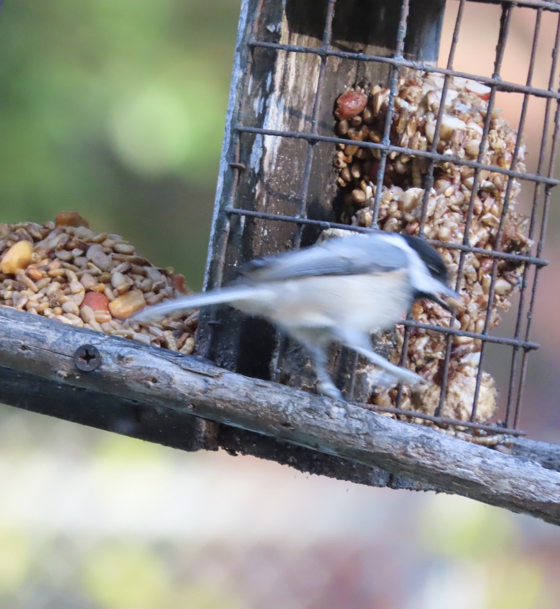 Carolina Chickadee - ML645293723
