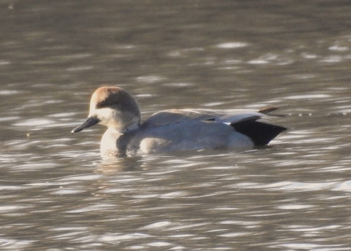 Gadwall - ML645293724