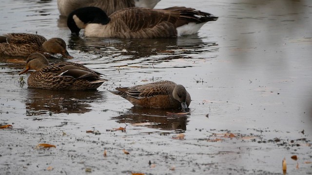 American Wigeon - ML645293730