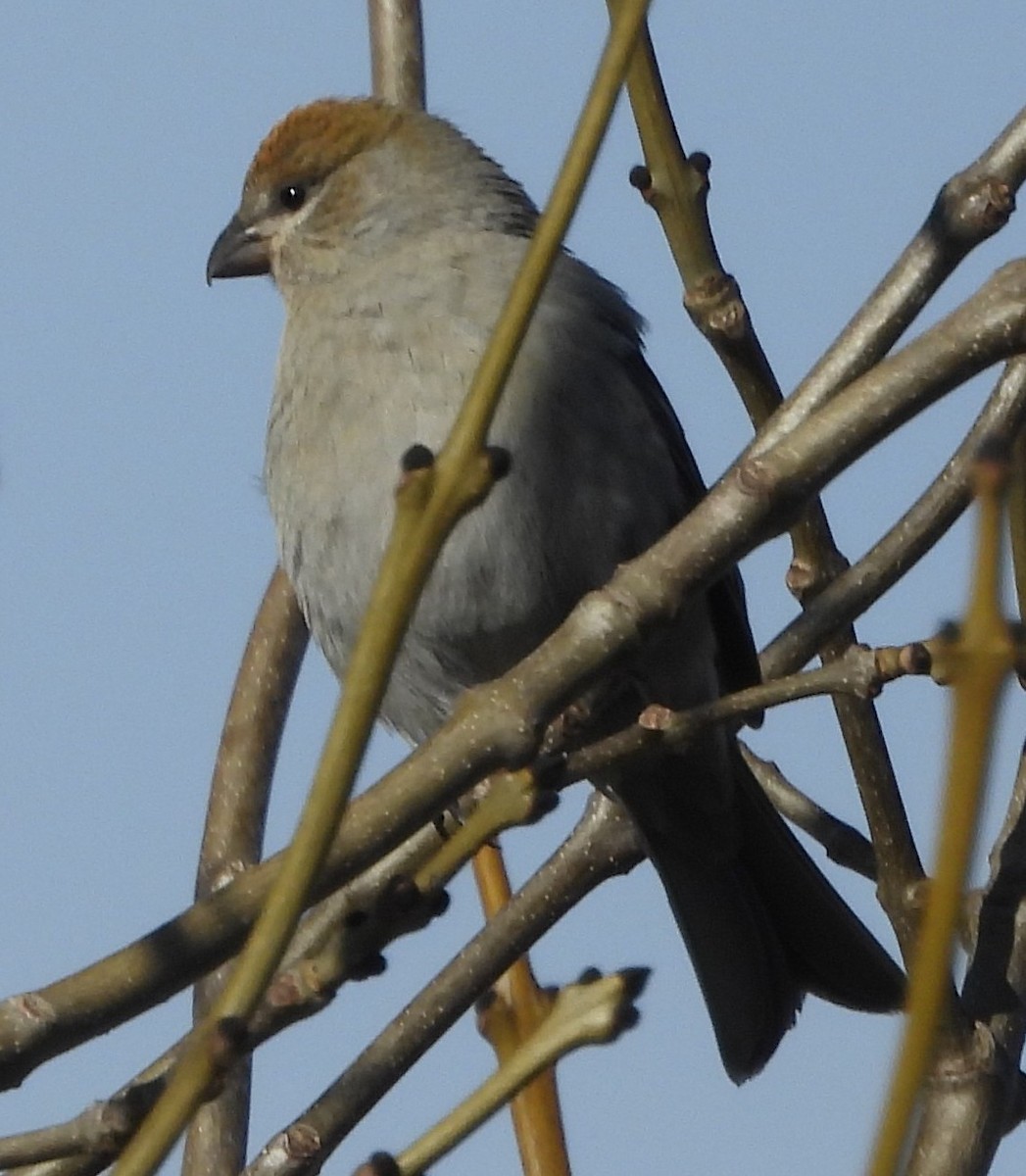 Tayga Çütresi - ML645293735