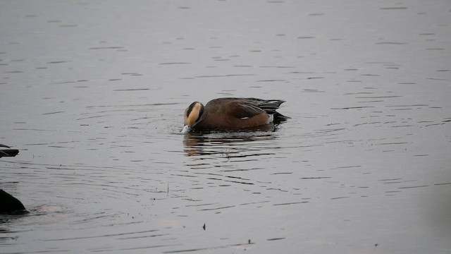 American Wigeon - ML645293739
