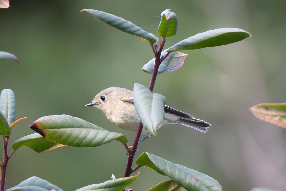Ruby-crowned Kinglet - ML645293748