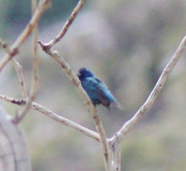 Indigo Bunting - ML645293754