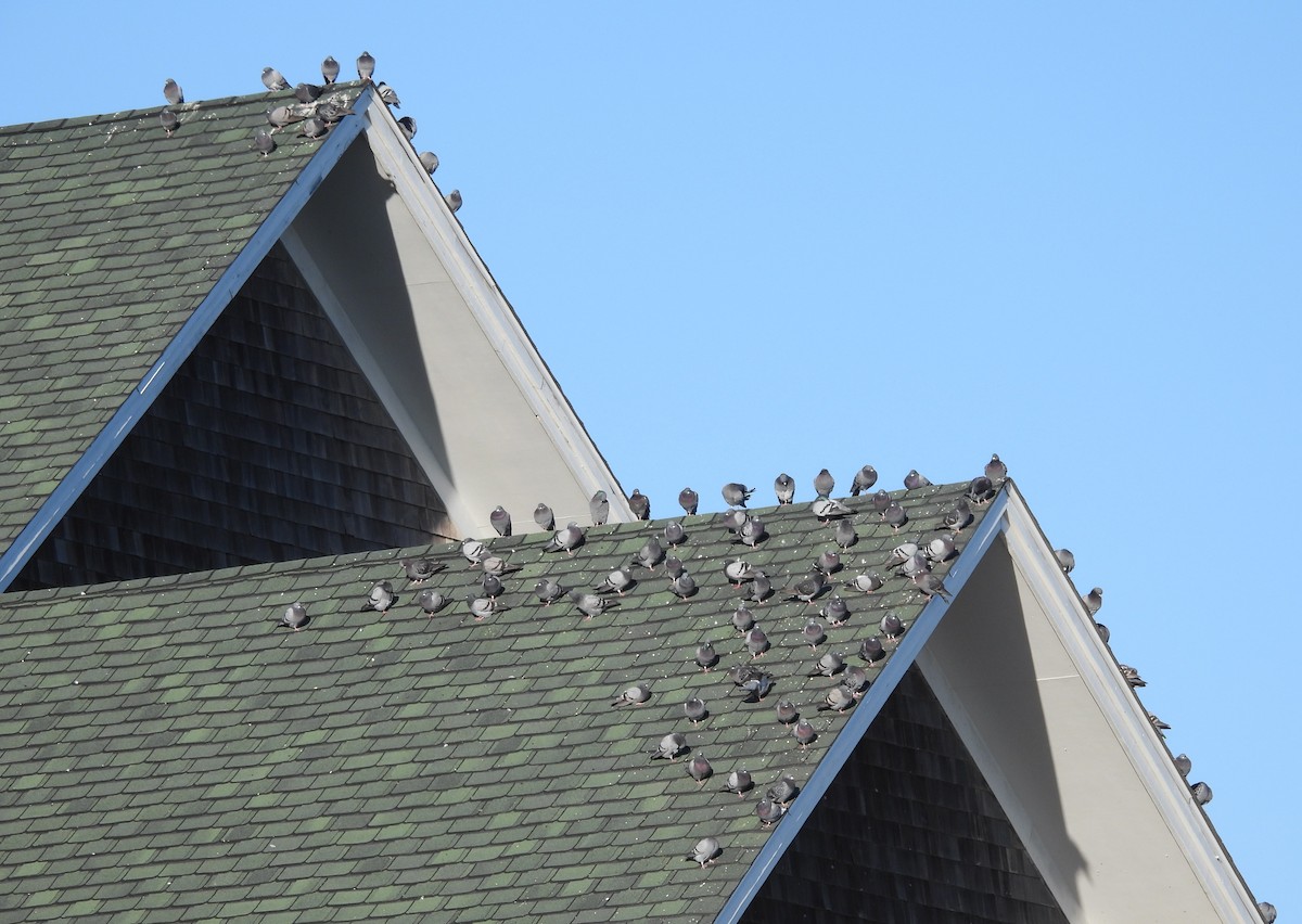 Kaya Güvercini (evcil tip) - ML645293786