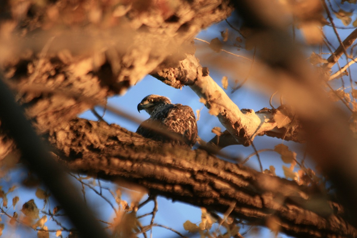 Bald Eagle - ML645293793