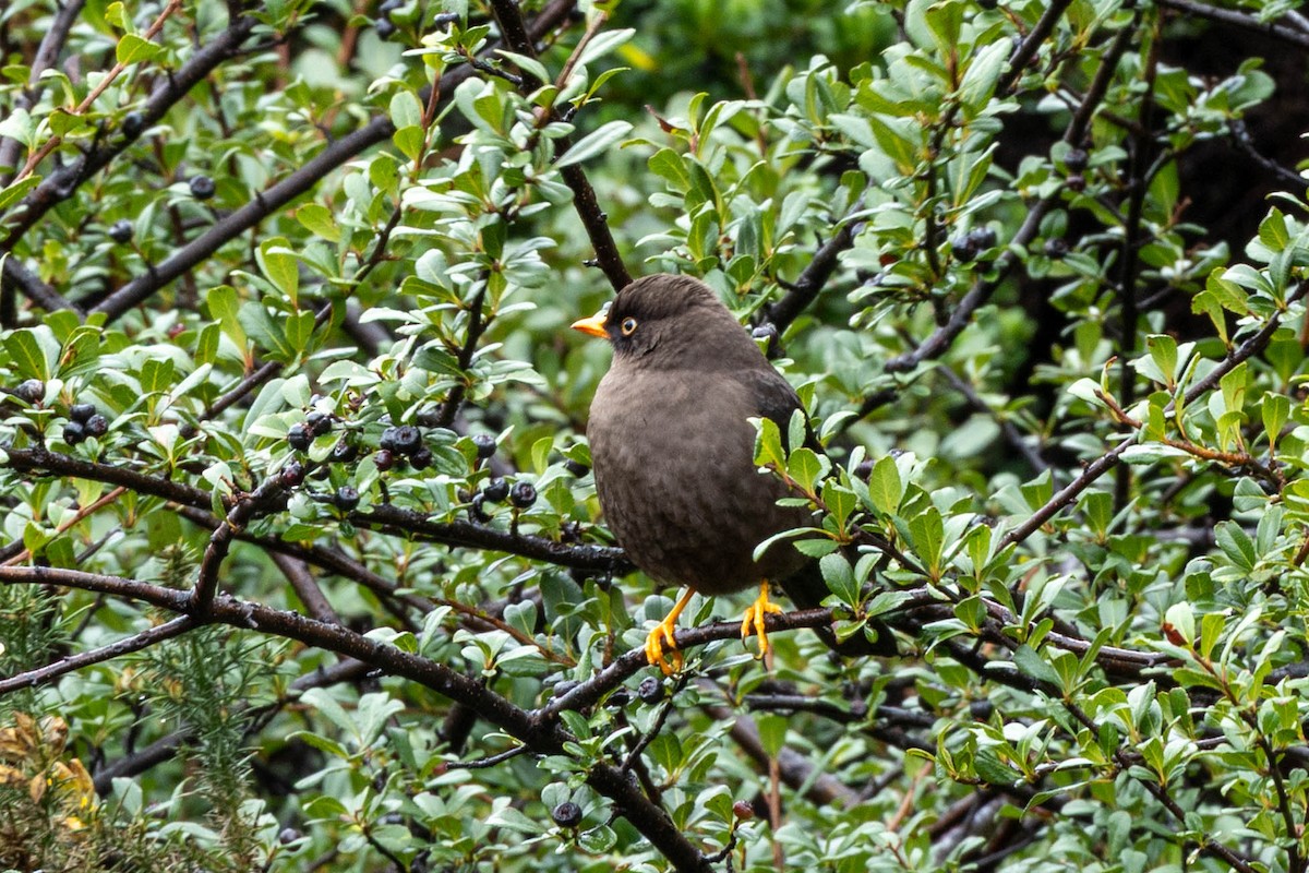 Sooty Thrush - ML645293804