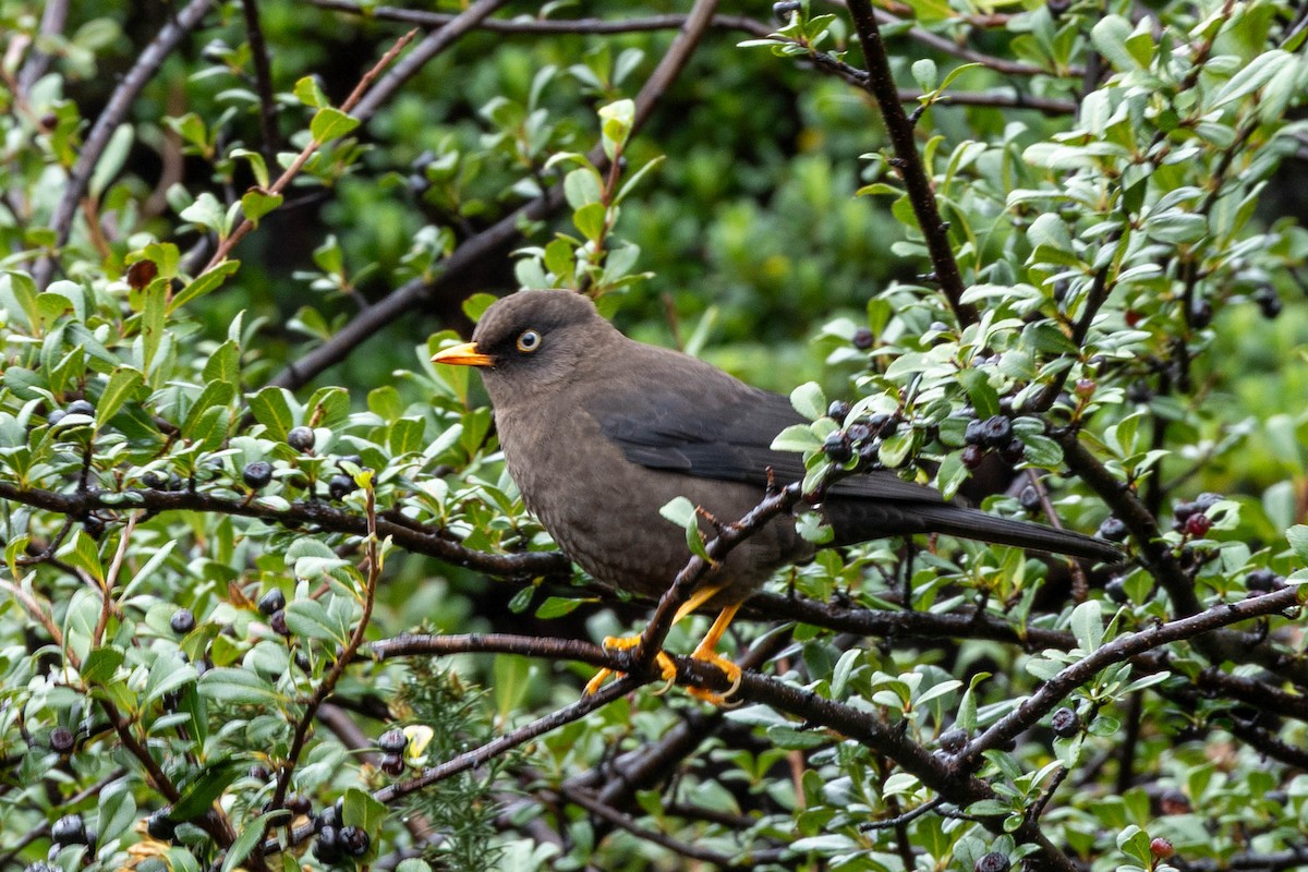 Sooty Thrush - ML645293806