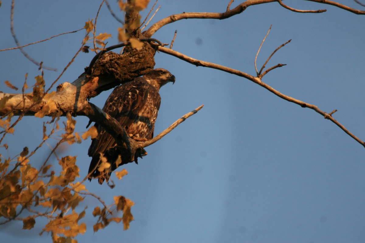 Bald Eagle - ML645293808