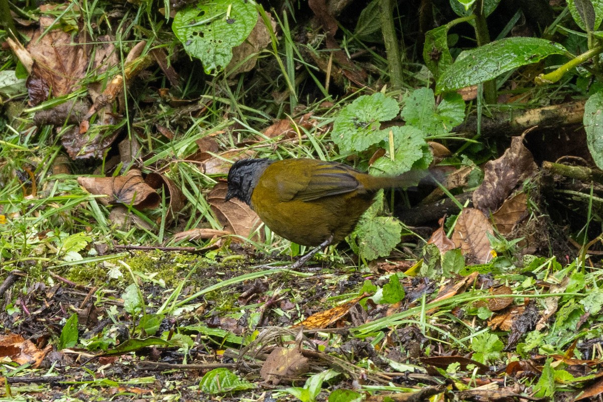 Large-footed Finch - ML645293809