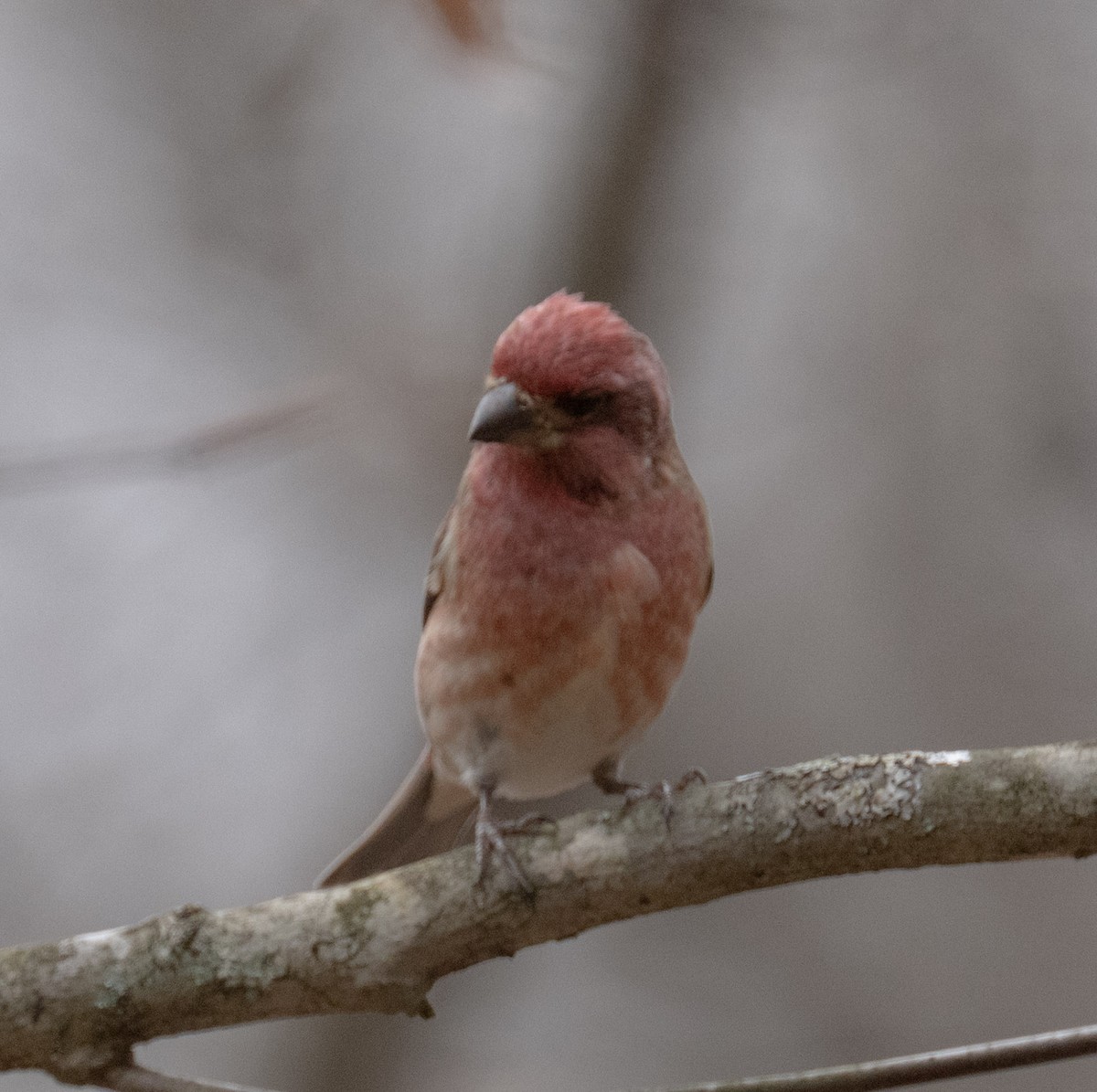 Roselin pourpré - ML645293816