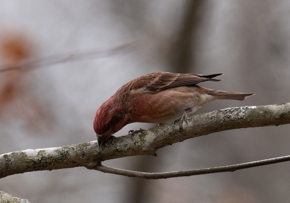 Roselin pourpré - ML645293817