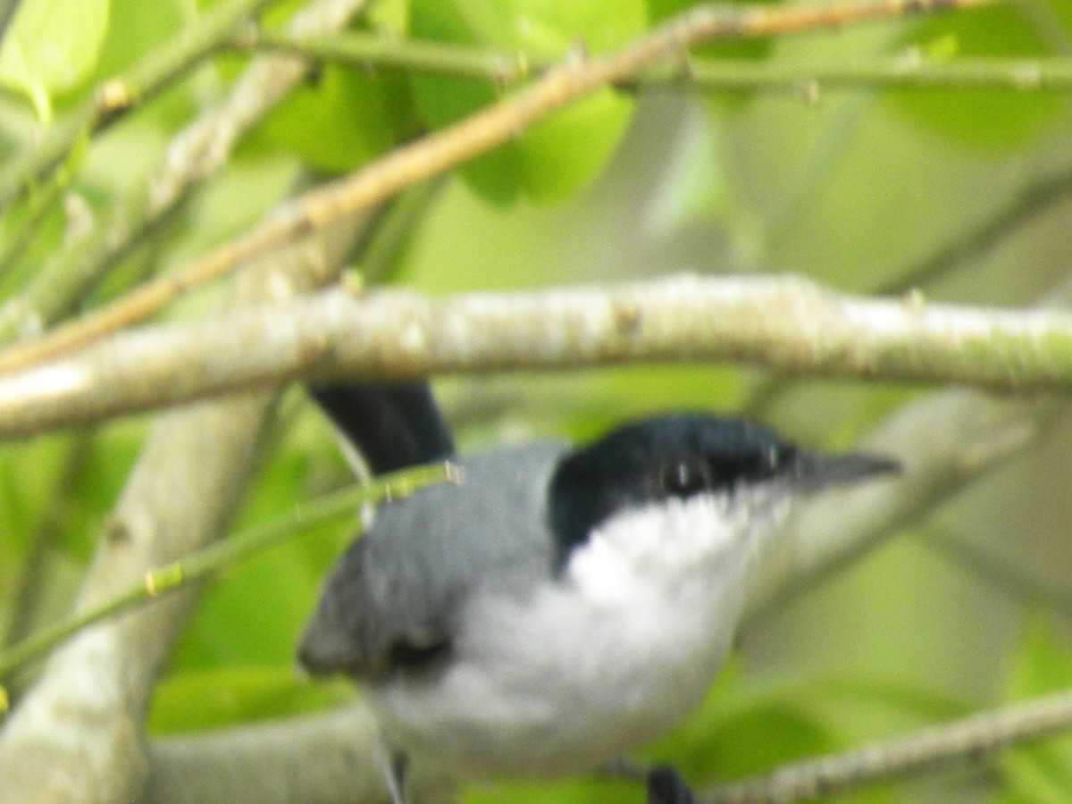Tropical Gnatcatcher - ML645293829