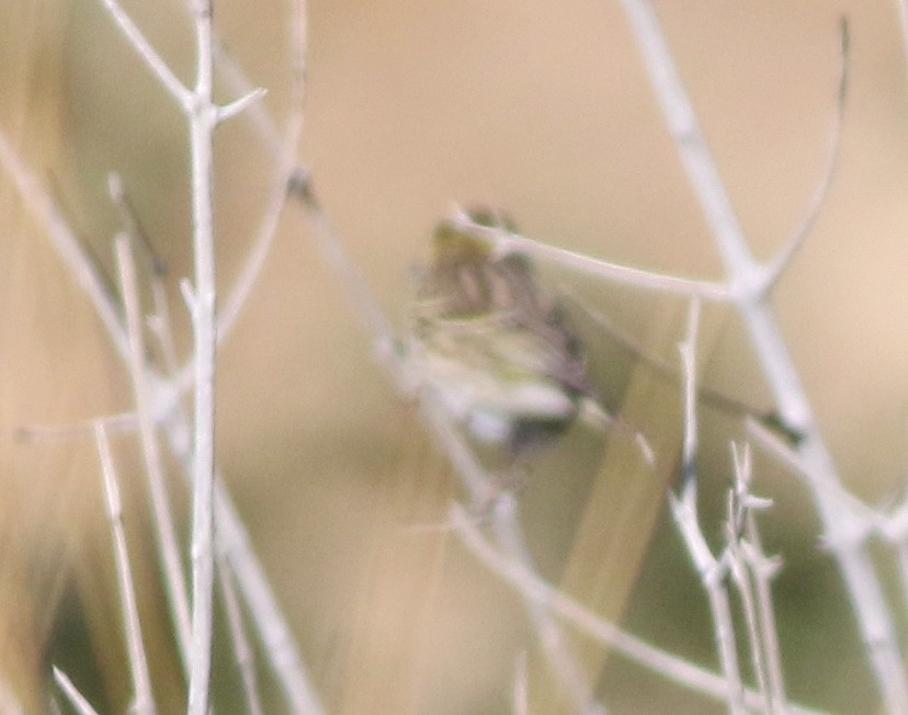 בזבוז אירופי - ML645293831