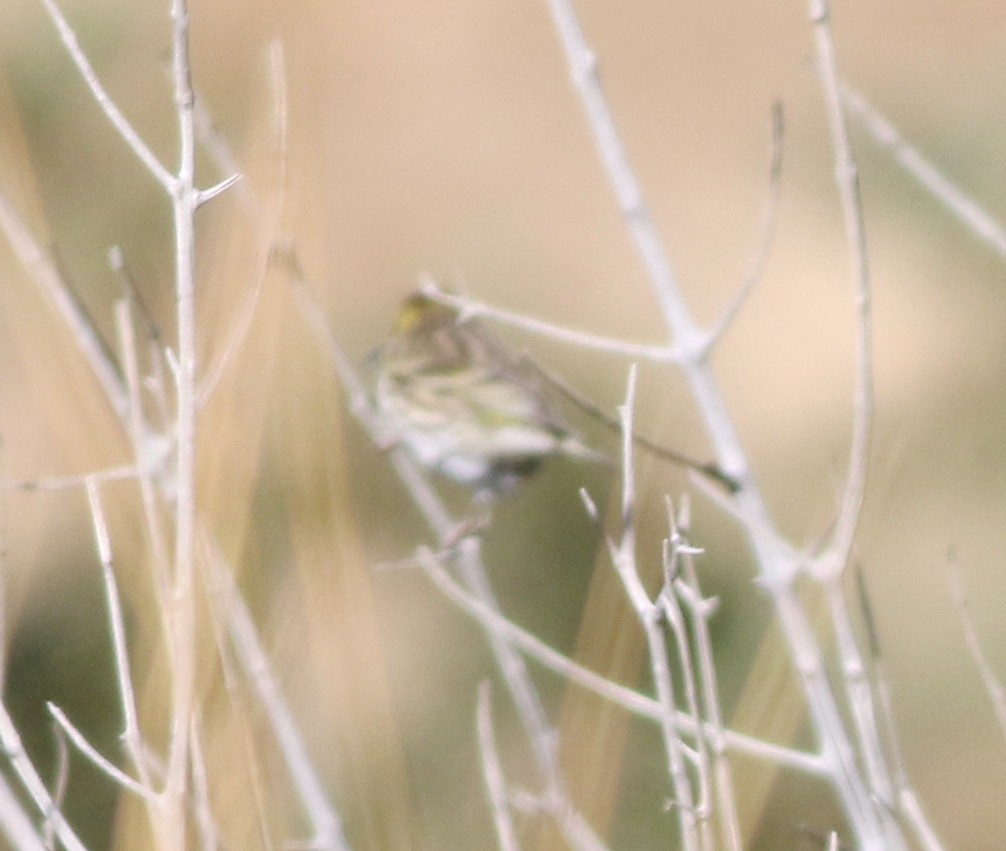 בזבוז אירופי - ML645293832