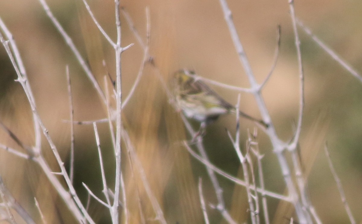 בזבוז אירופי - ML645293833