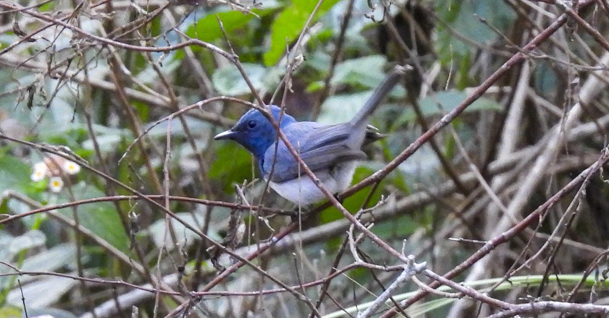 Leaden Flycatcher - ML645293837