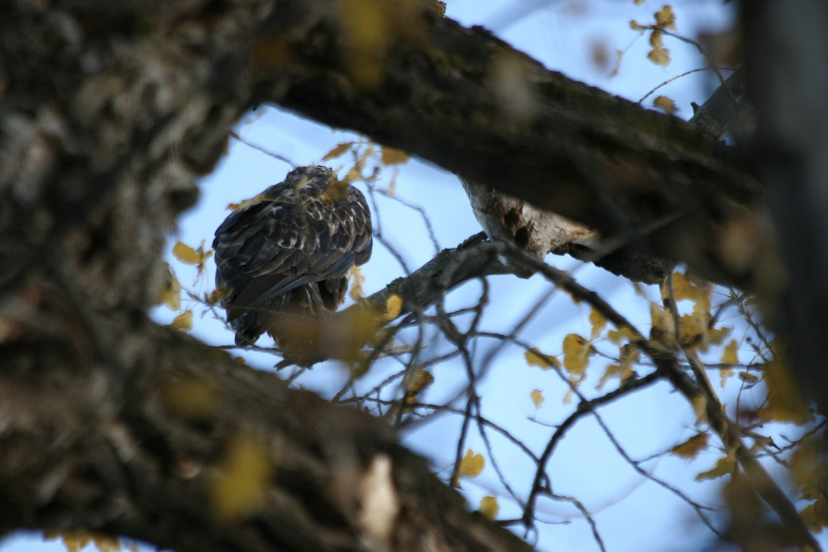 Bald Eagle - ML645293854