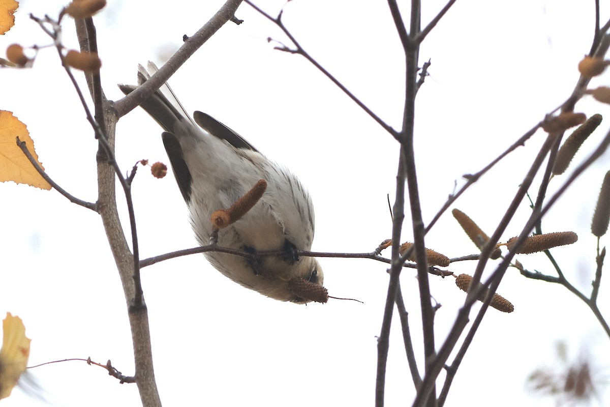 Redpoll (Hoary) - ML645293855