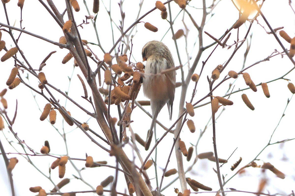Redpoll (Hoary) - ML645293856