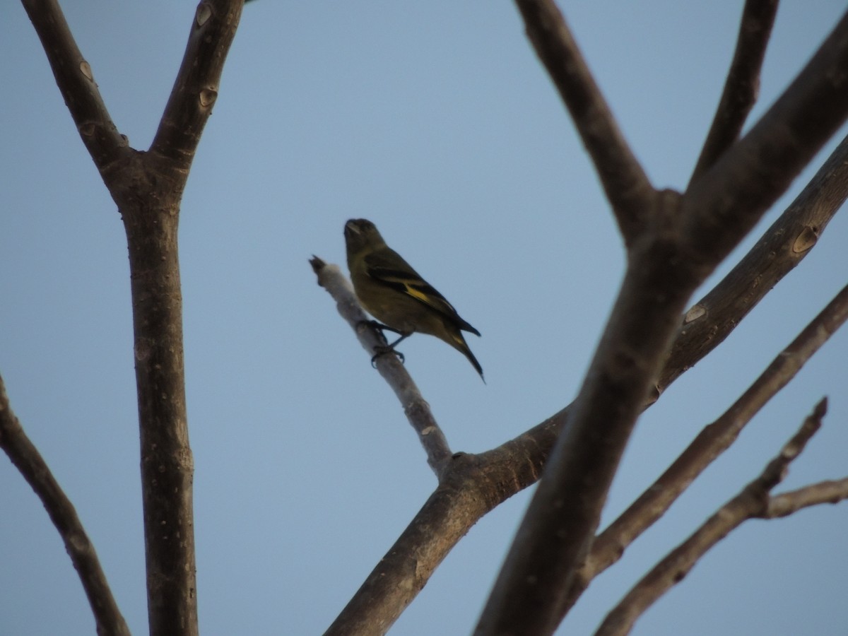 Hooded Siskin - ML645293905