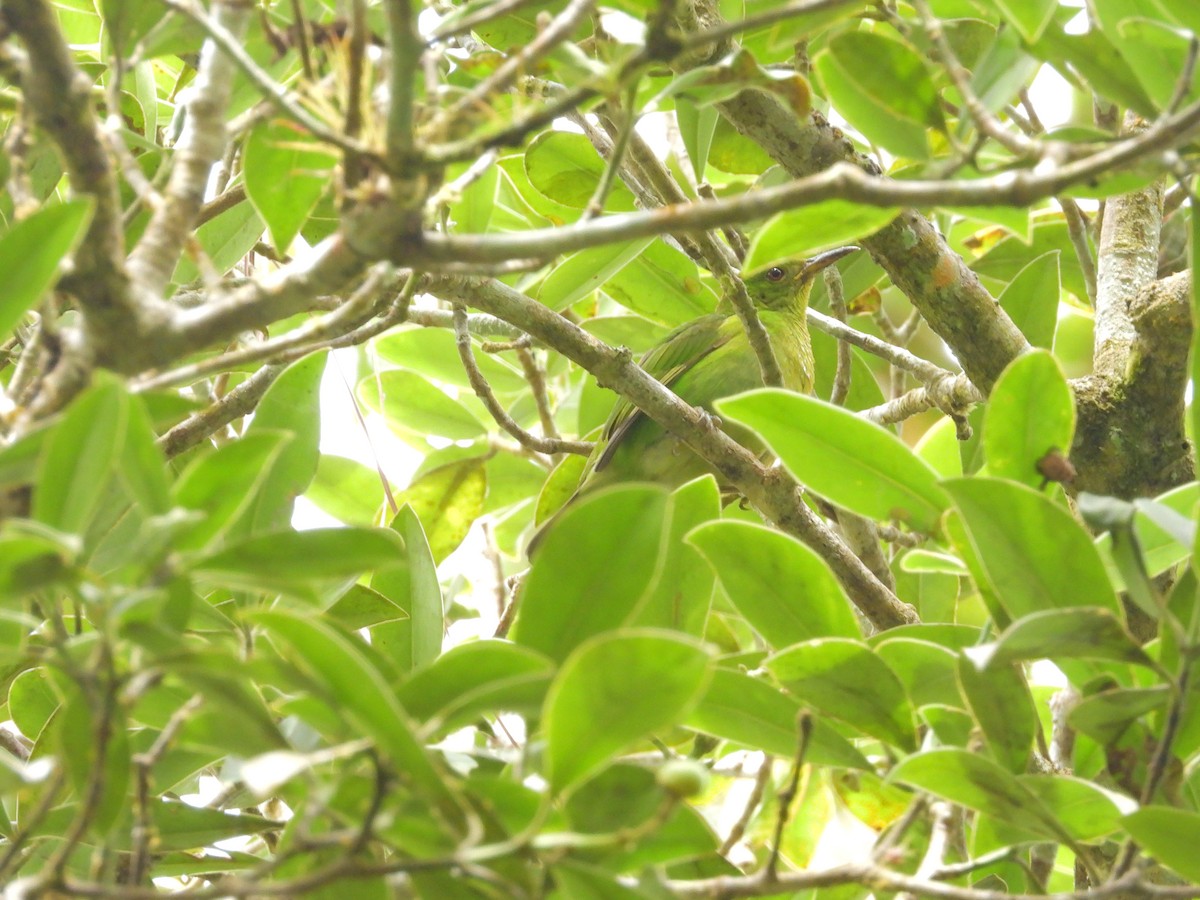 Green Honeycreeper - ML645293916