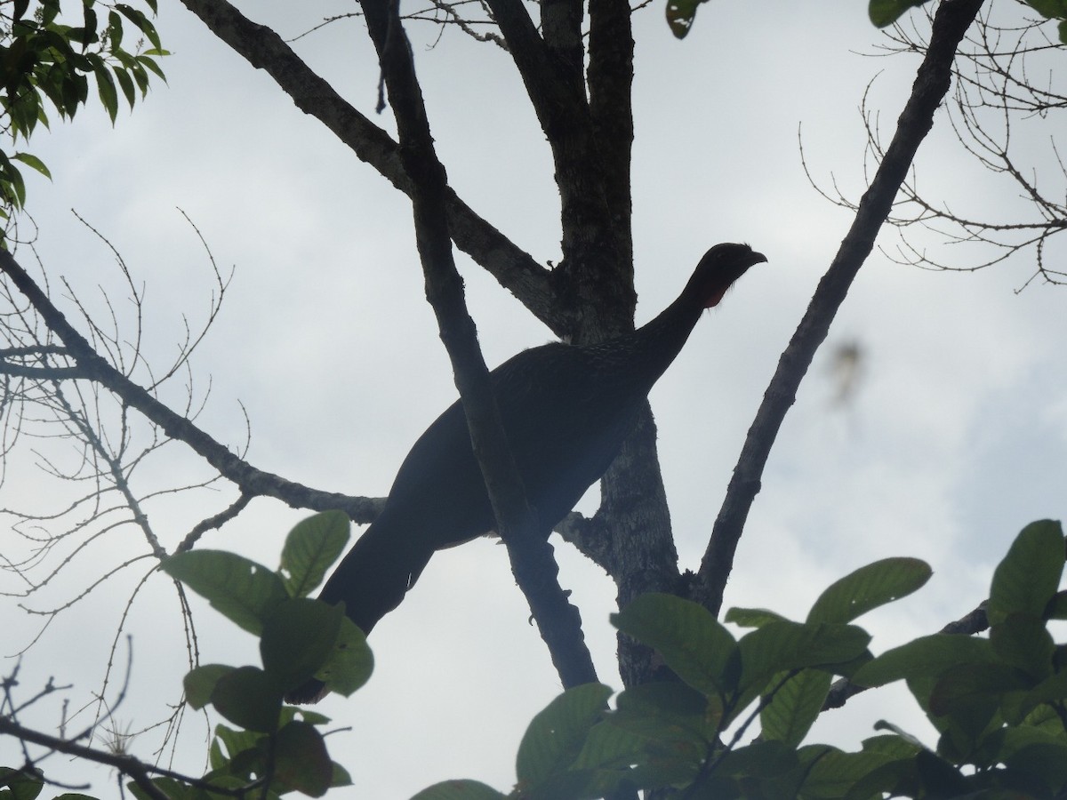 guan brazilský - ML645293921