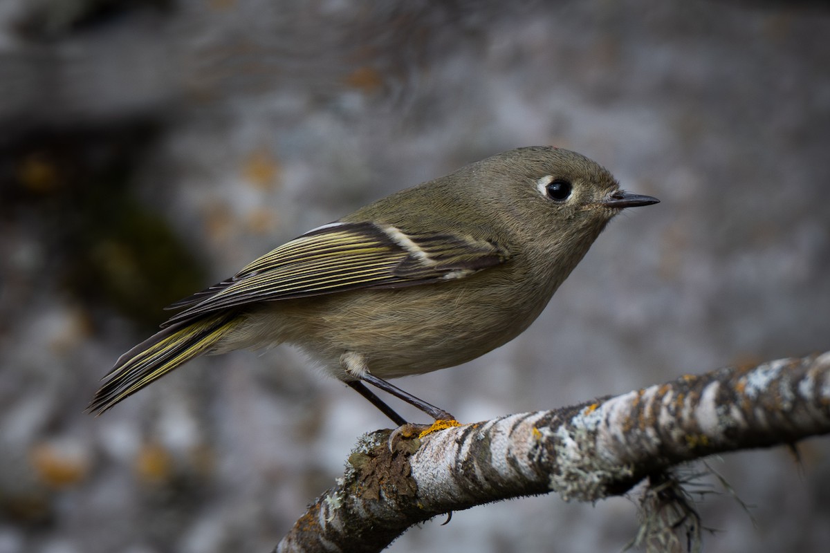 Ruby-crowned Kinglet - ML645293922