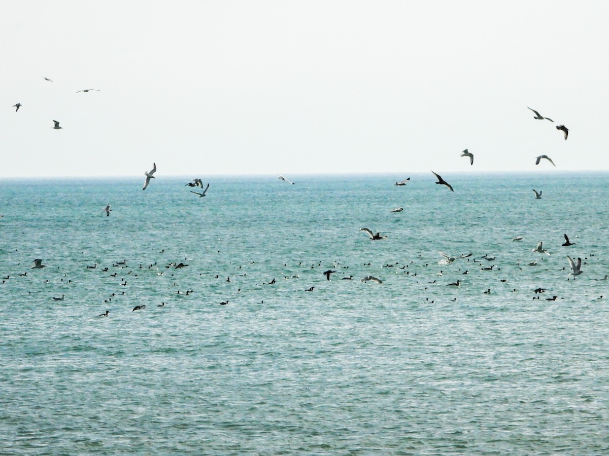 מרגון בינוני - ML645293923