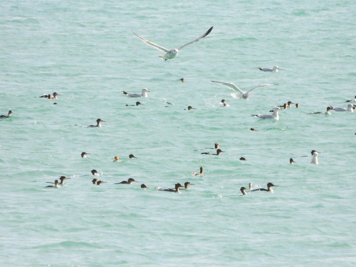 מרגון בינוני - ML645293924
