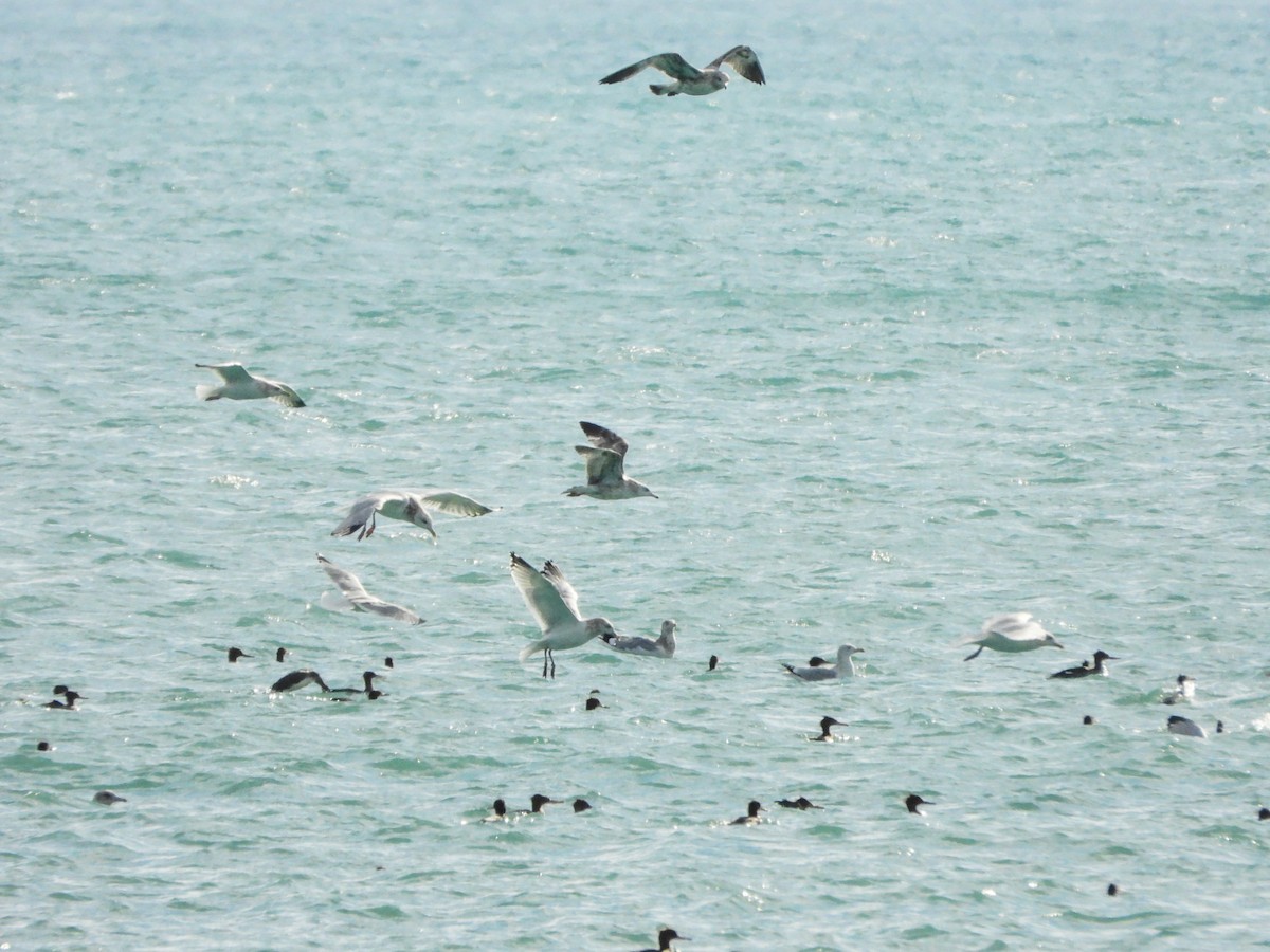 morčák prostřední - ML645293925