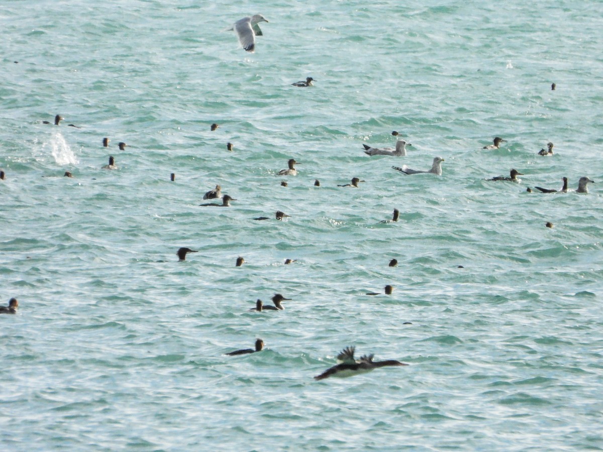 מרגון בינוני - ML645293926
