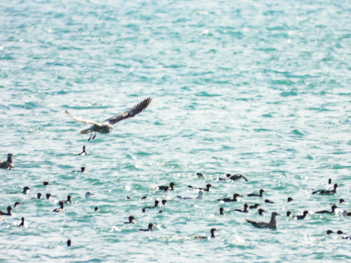 מרגון בינוני - ML645293927