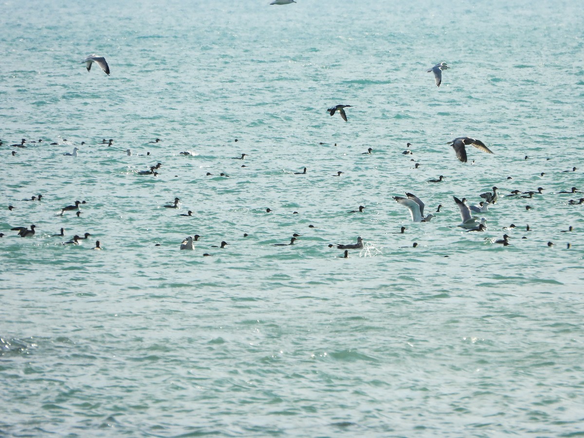מרגון בינוני - ML645293928