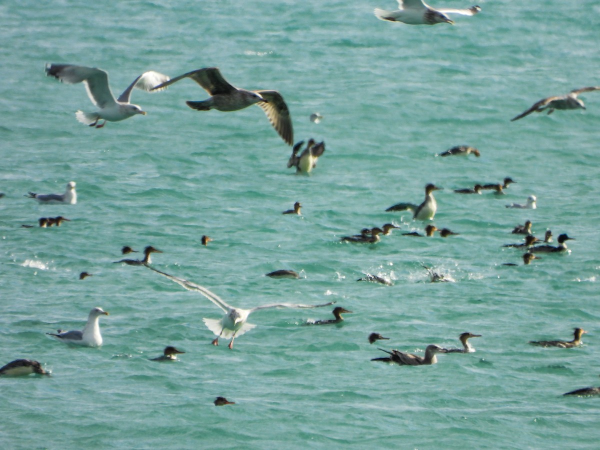 מרגון בינוני - ML645293929