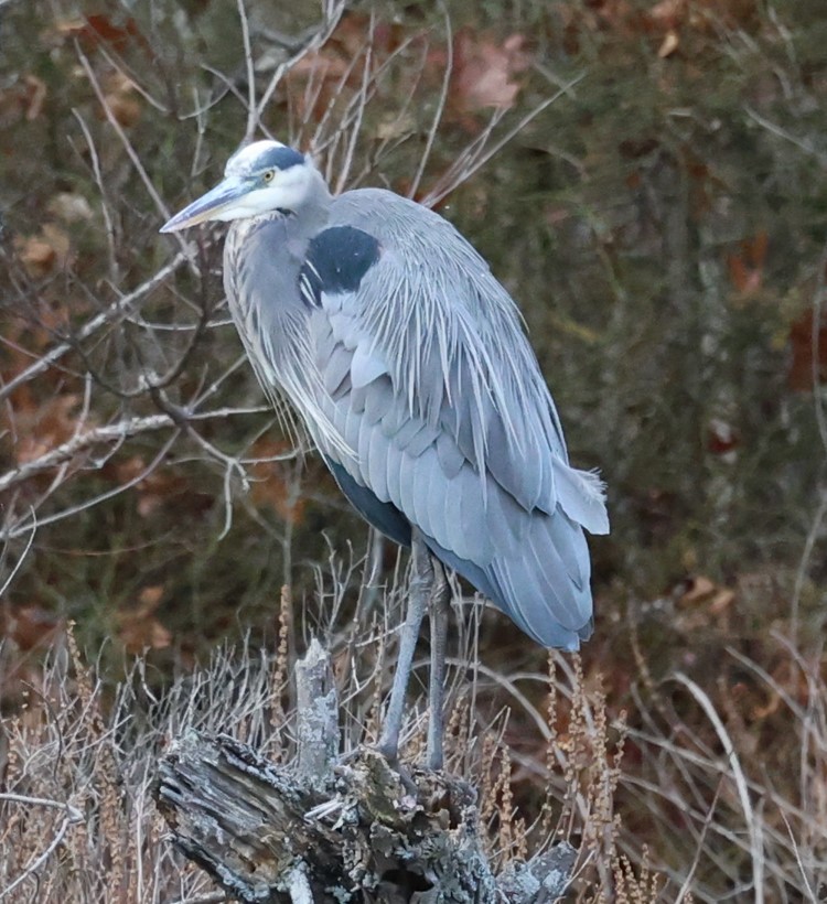 volavka velká - ML645293930