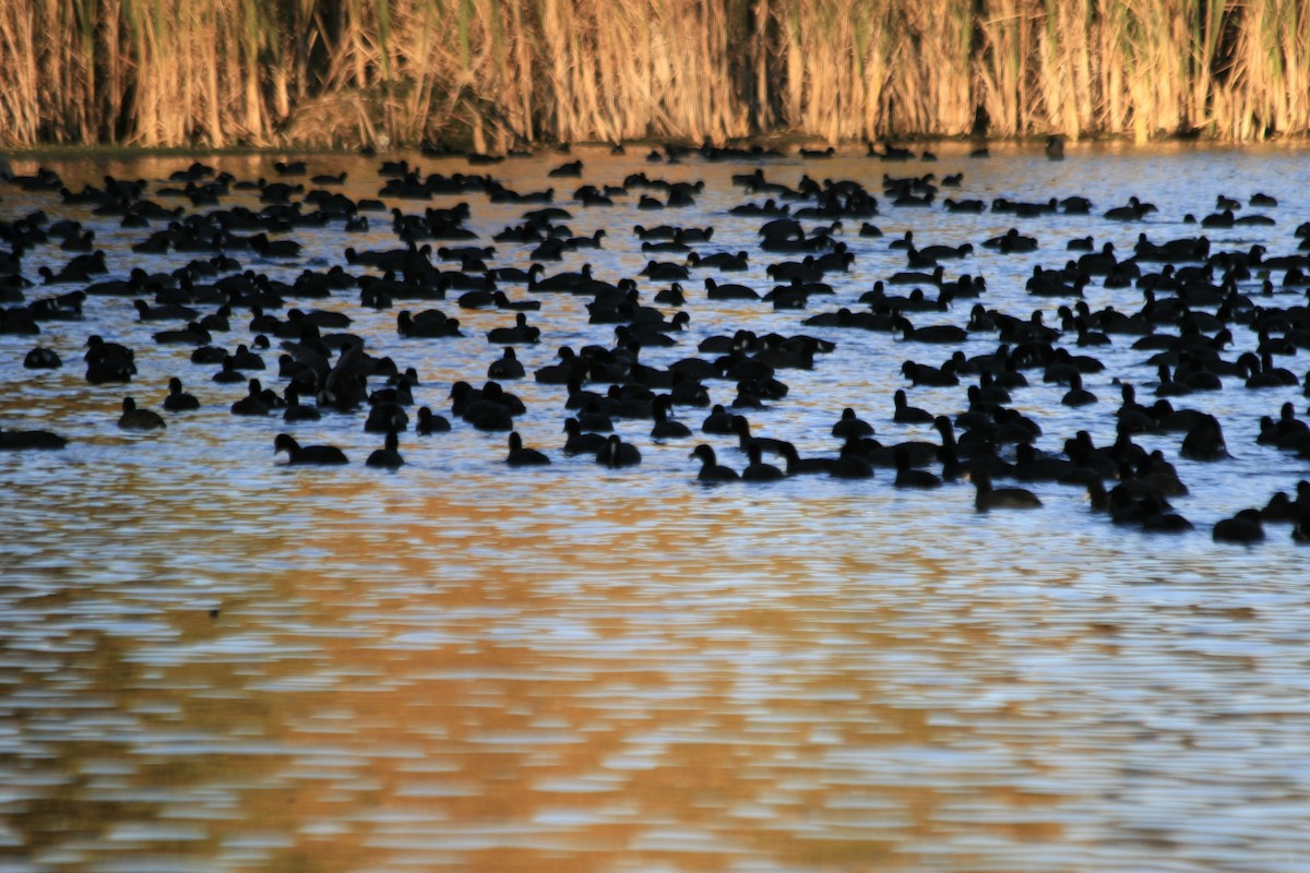 lyska americká - ML645293931