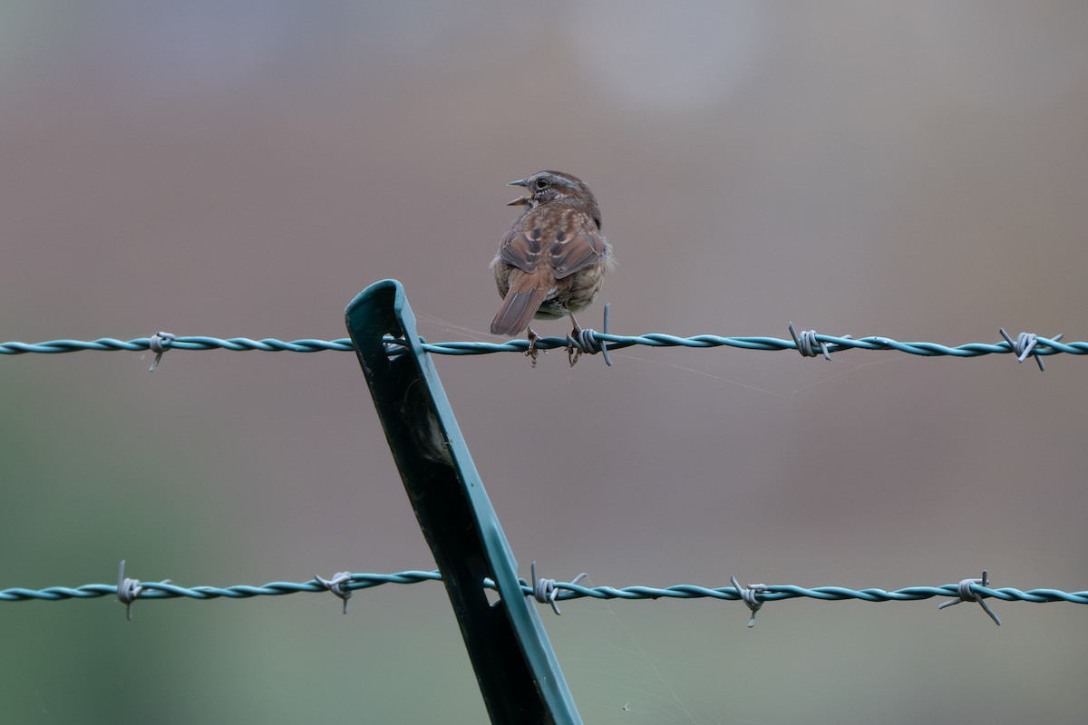 strnadec zpěvný - ML645293932