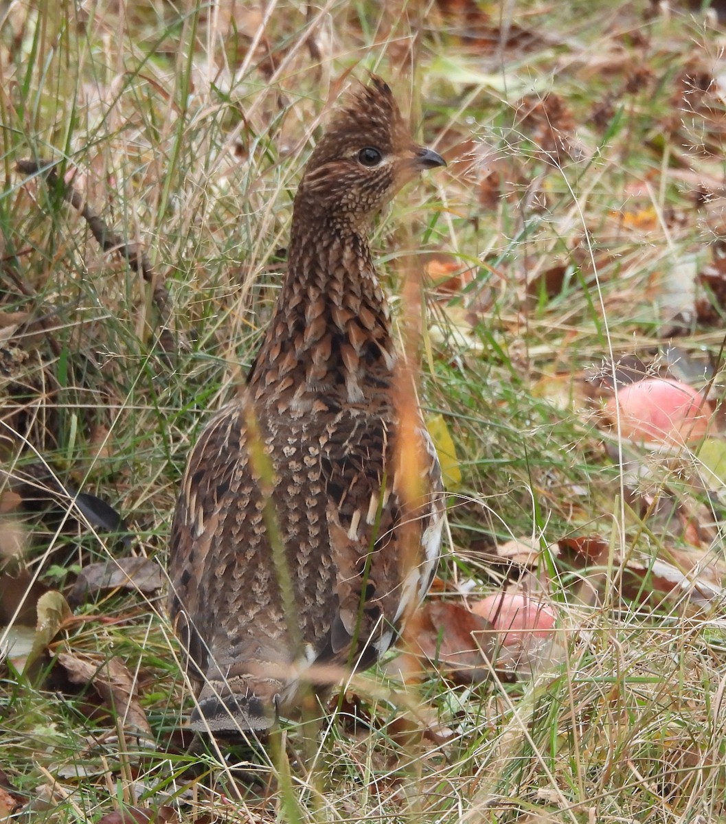 jeřábek kanadský - ML645293933