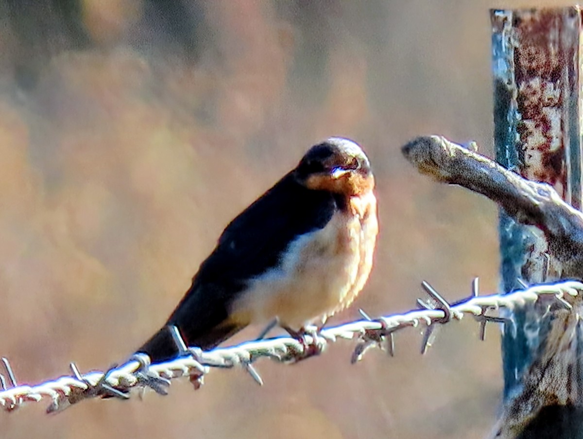 Barn Swallow - ML645293934
