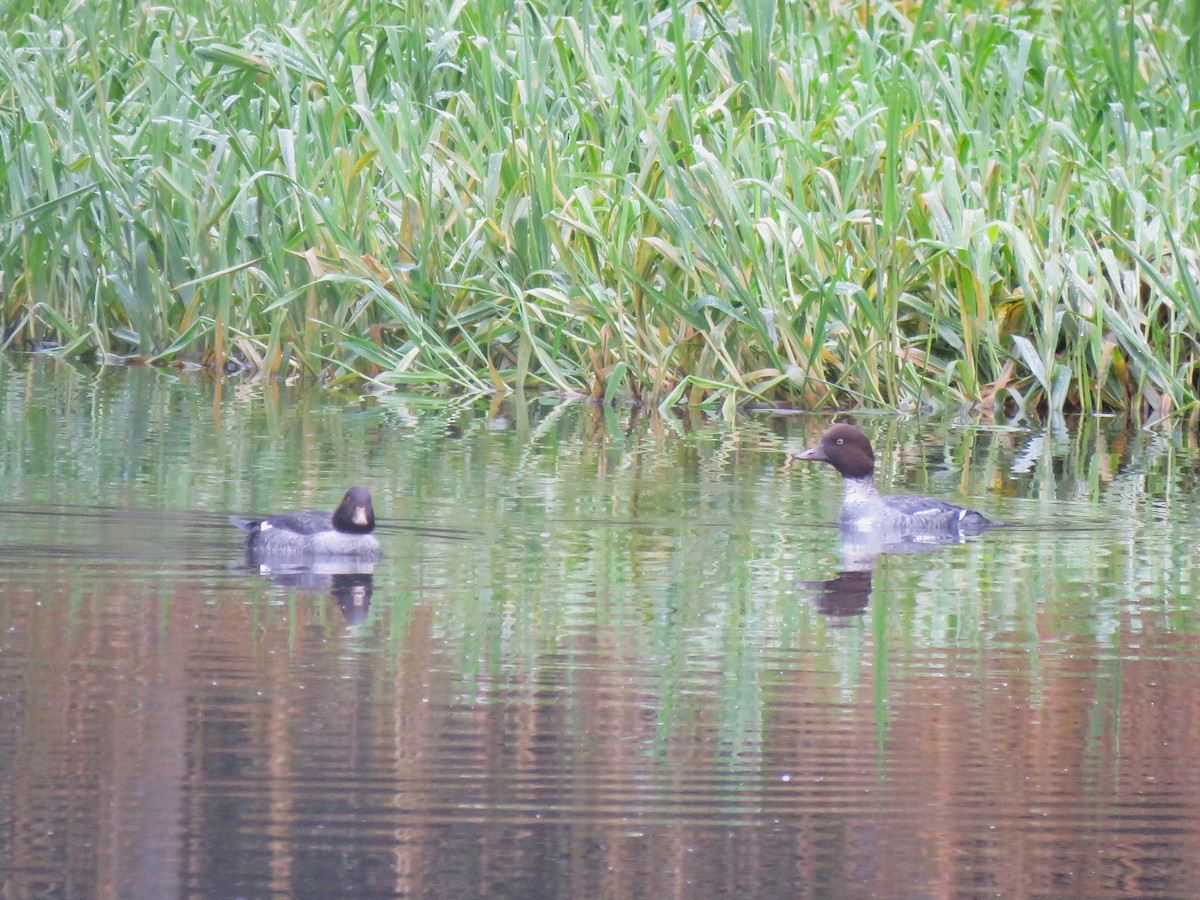 hohol severní - ML645293935