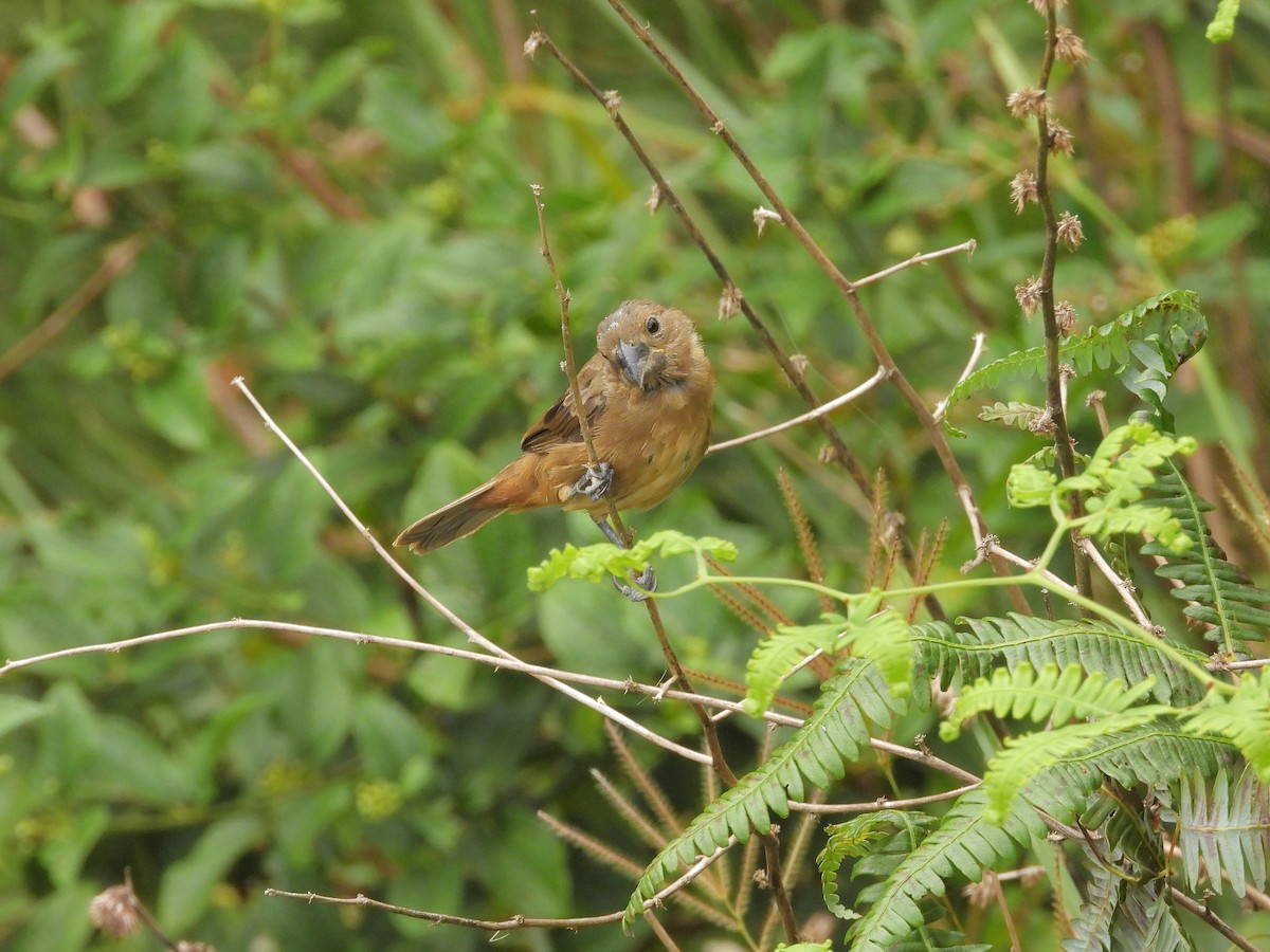 Thick-billed Seed-Finch - ML645293937