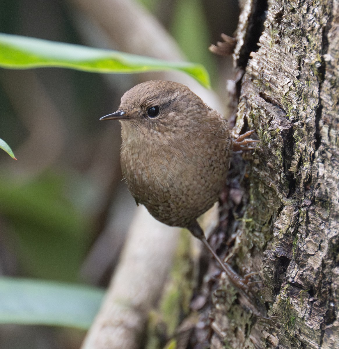 Winter Wren - ML645293940